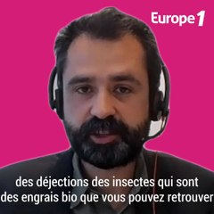 Download Video: Ynsect, l'entreprise de farine d'insectes qui veut entrer au coeur de votre assiette