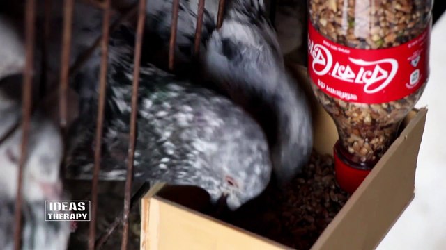 How To Make Automatic Bird Feeder Easy Way With DIY Waste Usage Plastic Bottle COCA COLA Or PEPSI