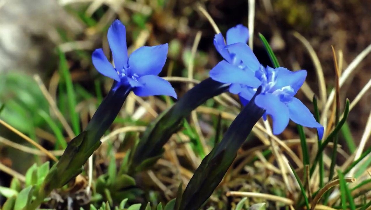 Heimat Natur - Trailer (Deutsch) HD