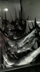 AVLANMA BOY SINIRI ALTINDAKİ 12 KILIÇ BALIĞINA EL KONULDU