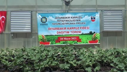 DİYARBAKIR - Üreticiye 5 bin karpuz fidesi dağıtıldı