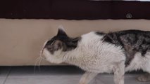 Göz küreleri zarar görmüş halde bulunan kedi tedavi altına alındı