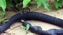 Kara yılanın midesindeki yılan canlı canlı geri çıktı!