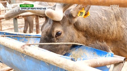 면역력 UP! 해주는 OO 식품은 무엇?!