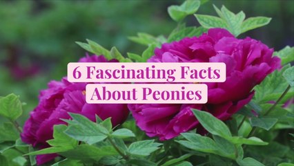 6 Fascinating Facts About Peonies That Will Make You Love Their Gorgeous Flowers Even More