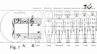 Structure musicale de l'homme