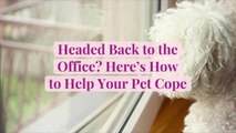 Headed Back to the Office? Here's How to Help Your Pet Cope
