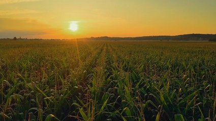 Low crop counts mean increased interest