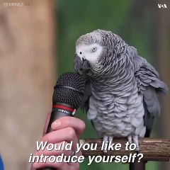 Talking Parrot must watvh very intrusting