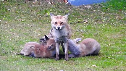 Mama Fox and Her Hungry Pups