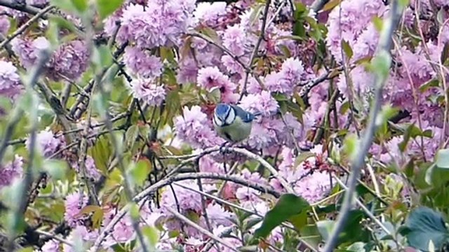 Beautiful Relaxing Music. Peaceful Soothing Calm Instrumental Music. Spring Awakening relaxing music
