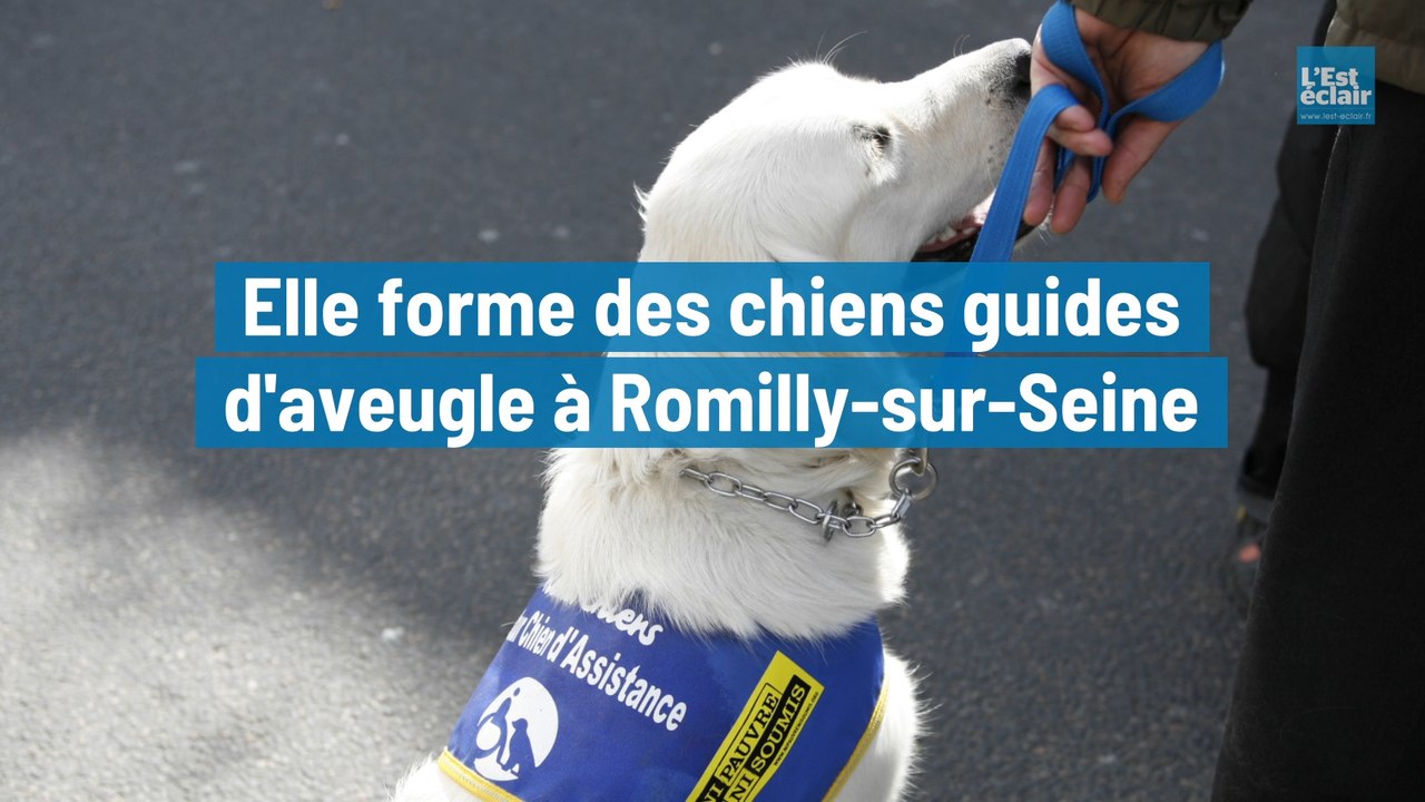 Jour de tonte pour deux moutons d’un particulier