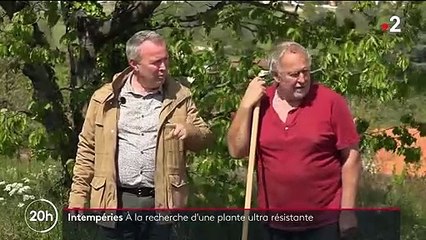Intempéries : des agriculteurs à la recherche de plantes résistantes aux aléas climatiques
