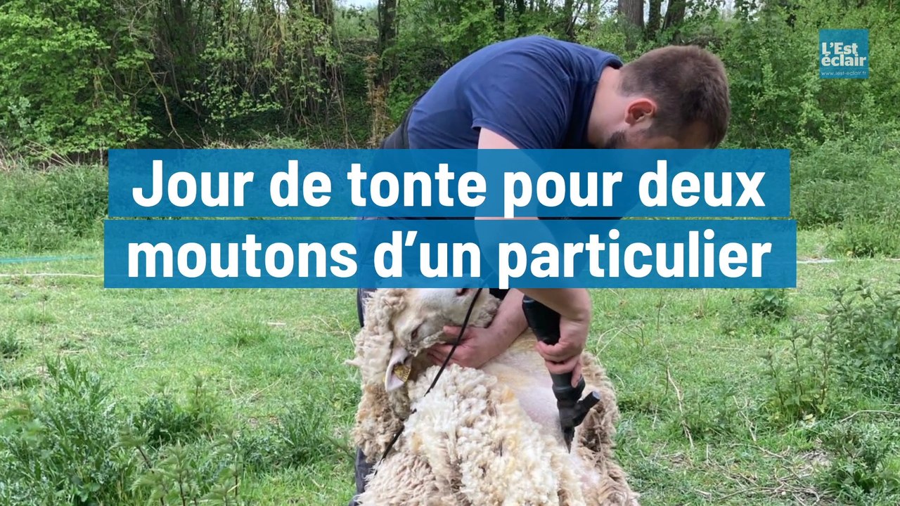 Jour de tonte pour deux moutons d’un particulier à Saint-Just-Sauvage dans la Marne