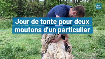 Jour de tonte pour deux moutons d’un particulier à Saint-Just-Sauvage dans la Marne
