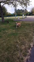 Happy Dog Finds Big Stick
