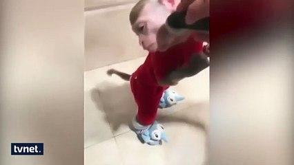 Sakal tıraşı olan maymun