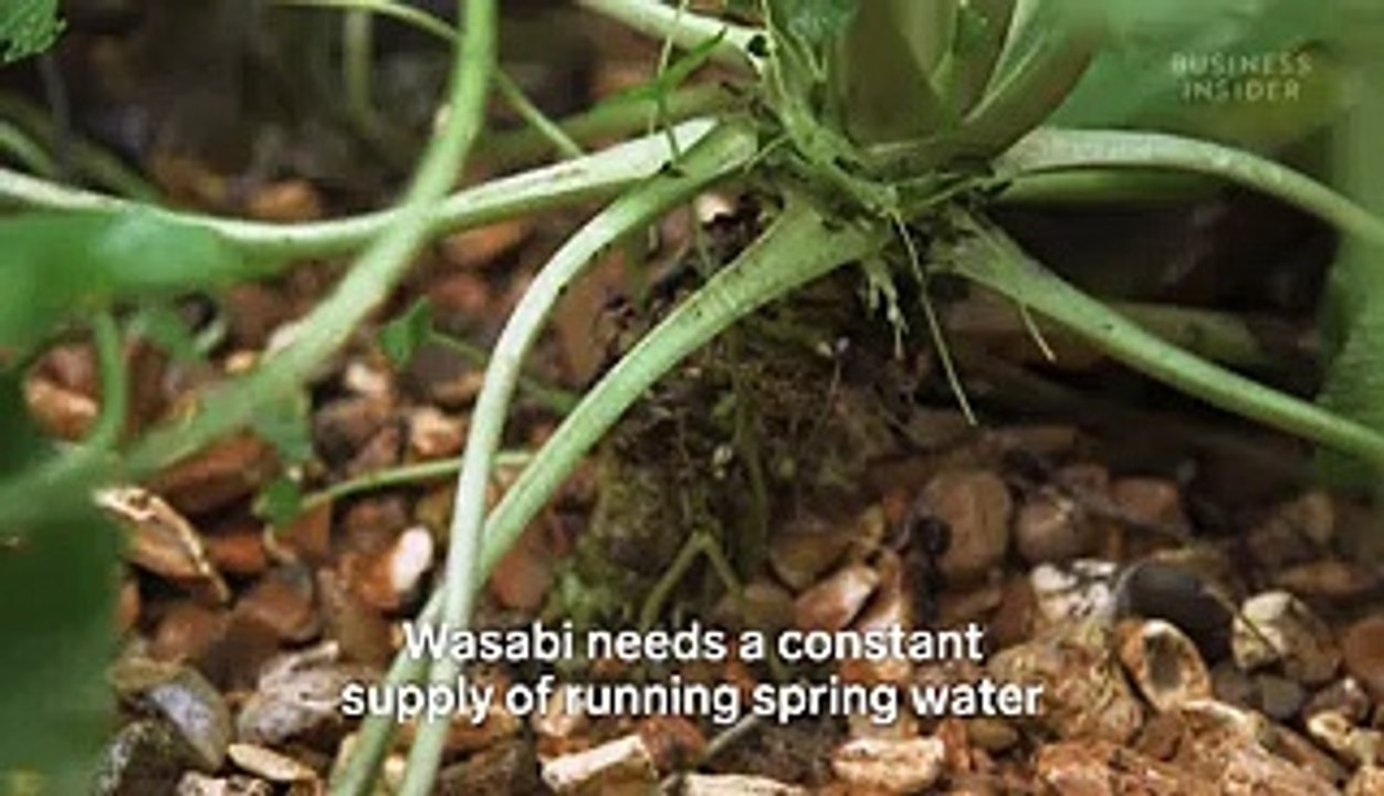 Why wasabi is so expensive