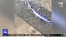 [이 시각 세계] 영국, 템스강에 갇힌 새끼 밍크고래 구조