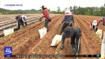 코로나에 외국인노동자 '뚝'…농촌 인력난 어쩌나