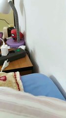Happy Kitty Enjoys Playing Shortly after Adoption