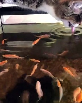 Cat Goes for Fish Flavored Water