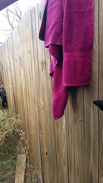 Kitten Rescued after Getting Paw Stuck Between Fence Boards