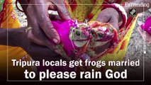 ¿Quedarían encantadas? Casan a dos ranas en India para complacer al Dios de la lluvia