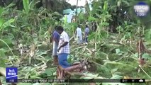 [이슈톡] 코끼리 습격사건…바나나 숲 초토화