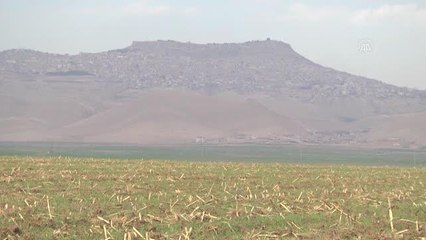 Güneydoğu'daki çiftçiler Cumhurbaşkanı Erdoğan'ın açıkladığı desteklerden memnun