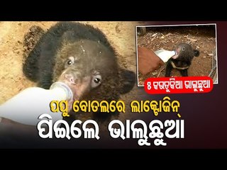 5 Bear Cubs Rescued On Bhubaneswar Outskirts | Odisha
