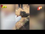 5 Bear Cubs Found Near Pitapali | Bhubaneswar | Outskirts