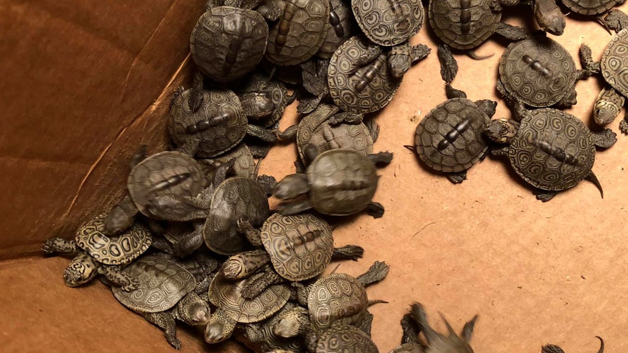 New Jersey University Caring For Over 800 Rescued Baby Turtles