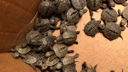 New Jersey University Caring For Over 800 Rescued Baby Turtles