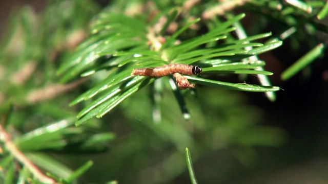 18 mai TOPO PG Tordeuse epinette archives