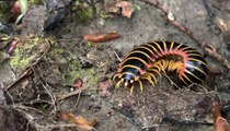 Millipede That Oozes Cherry-Scented Cyanide Spotted in Virginia National Park