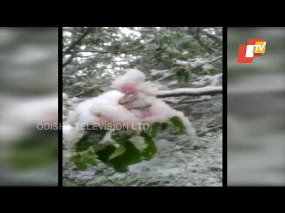 Heavy Snowfall, Hail Wreak Havoc On Upper Shimla, Himachal Pradesh
