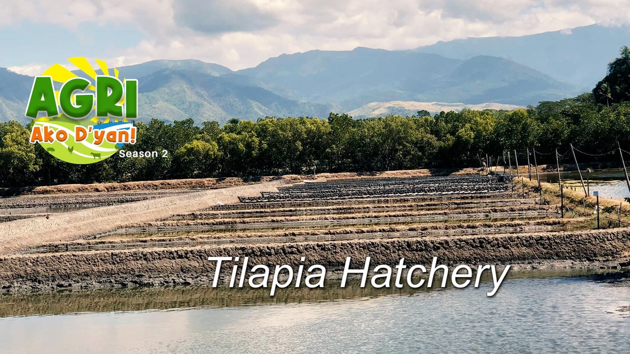 “TILAPIA HATCHERY” Ep.7 AGRI Ako D’yan
