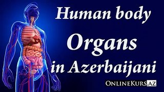 Human body organs in Azerbaijani