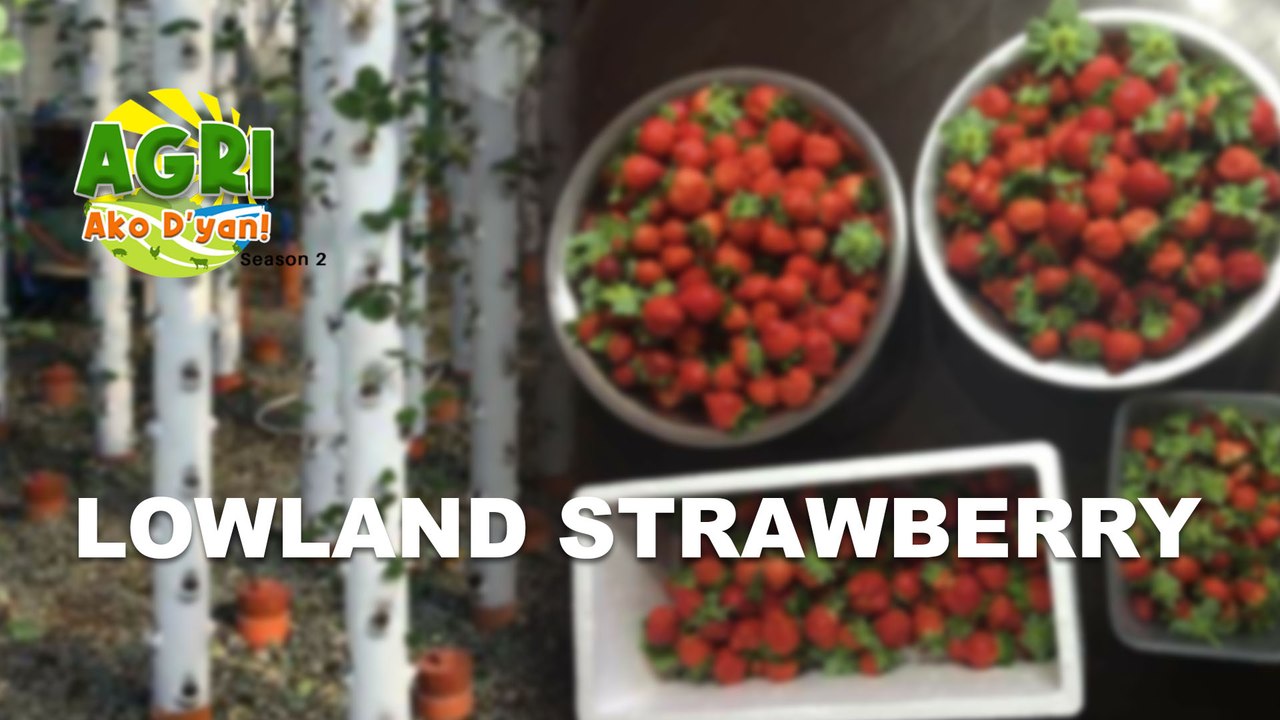 “LOWLAND STRAWBERRY” Ep.15 AGRI Ako D’yan