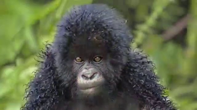 Apes morphing GIF