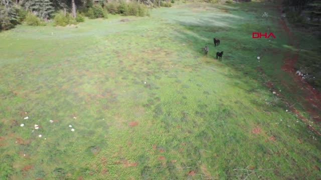 ANTALYA TOROSLARIN ÖZGÜR YELELİ YILKI ATLARI