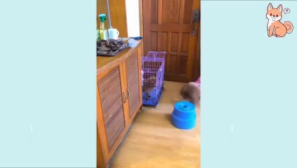 Cute Puppies  Cute Funny and Smart Dogs Compilation 16  Cute Buddy