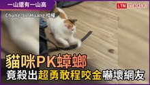 貓咪PK蟑螂！ 竟殺出「超勇敢程咬金」嚇壞網友