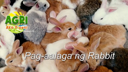 “PAG-AALAGA NG RABBIT” Ep.22 AGRI Ako D’yan
