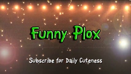 Funny Dogs With Fake Eyebrows Video Compilation