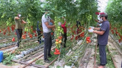 KISITLAMADAN MUAF ÇİFTÇİ HİNDİSTAN CEVİZİ KABUĞUNDAN DOMATES ÜRETİYOR