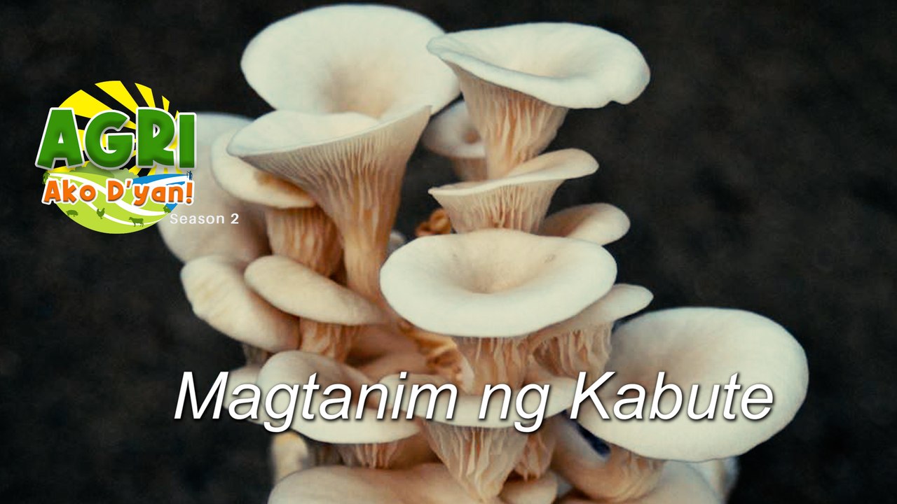 “KABUTE” Ep.24 AGRI Ako D’yan