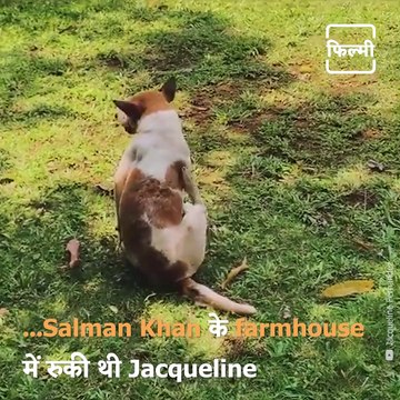 Throwback To When Actress Jacqueline Fernandez Spent Her Quarantine At Salman Khan's Farmhouse