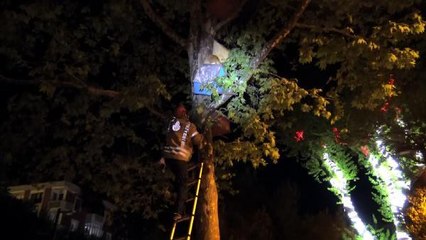 KUŞ YUVALARININ BULUNDUĞU AĞACA TIRMANAN KEDİ, MAHSUR KALDI